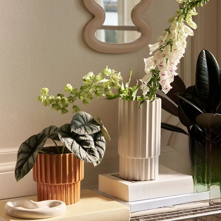Monstera Deliciosa in a plain pot